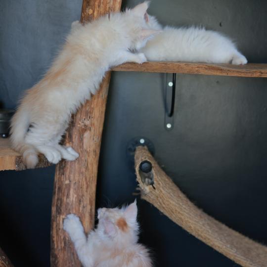 chaton Maine coon red smoke Boston Elevage de maine coon L'Or sauvage