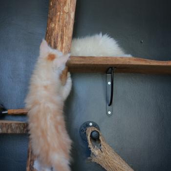 chaton Maine coon red smoke Boston Elevage de maine coon L'Or sauvage
