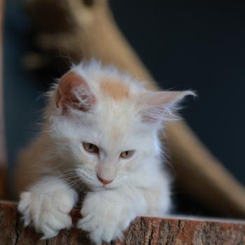 chaton Maine coon red smoke Boston Elevage de maine coon L'Or sauvage