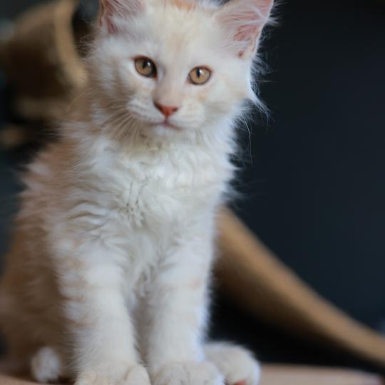 chaton Maine coon red smoke Boston Elevage de maine coon L'Or sauvage