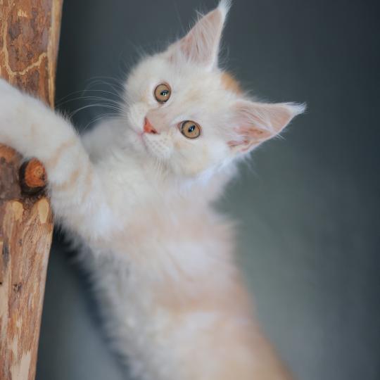 chaton Maine coon red smoke Boston Elevage de maine coon L'Or sauvage