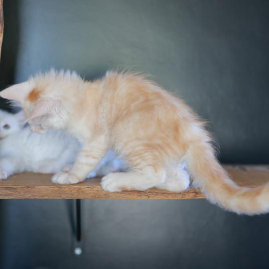 chaton Maine coon red smoke Boston Elevage de maine coon L'Or sauvage