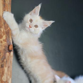 chaton Maine coon red smoke Boston Elevage de maine coon L'Or sauvage