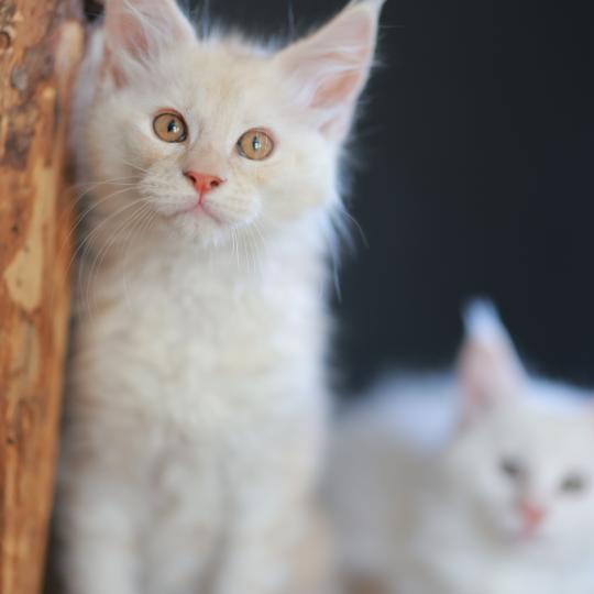 chaton Maine coon red smoke Boston Elevage de maine coon L'Or sauvage
