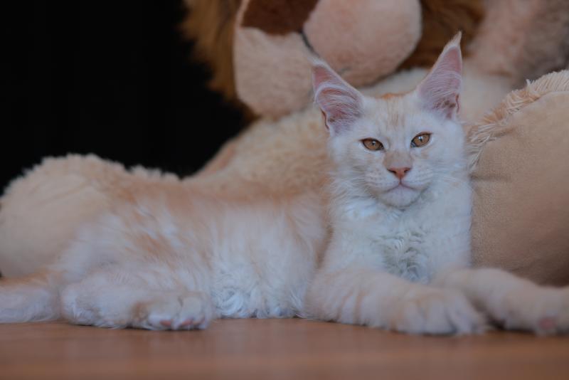 Boston DE L'OR SAUVAGE Mâle Maine coon
