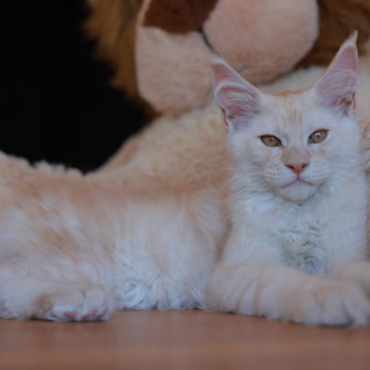 Boston DE L'OR SAUVAGE Mâle Maine coon
