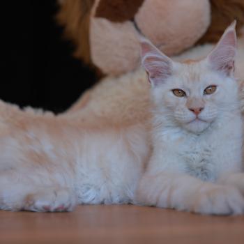 chaton Maine coon red smoke Boston Elevage de maine coon L'Or sauvage