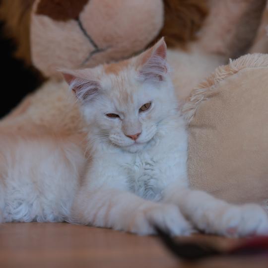 chaton Maine coon red smoke Boston Elevage de maine coon L'Or sauvage