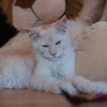 chaton Maine coon red smoke Boston Elevage de maine coon L'Or sauvage