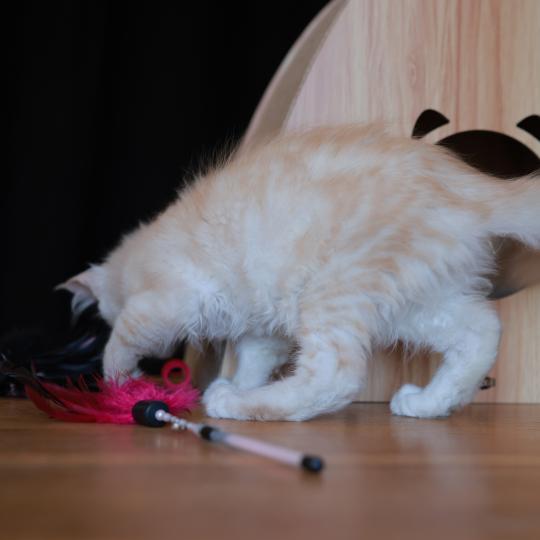 chaton Maine coon red smoke Boston Elevage de maine coon L'Or sauvage