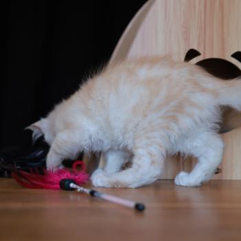 chaton Maine coon red smoke Boston Elevage de maine coon L'Or sauvage