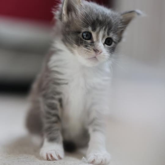 chaton Maine coon blue silver blotched tabby & blanc Brézilia Elevage de maine coon L'Or sauvage