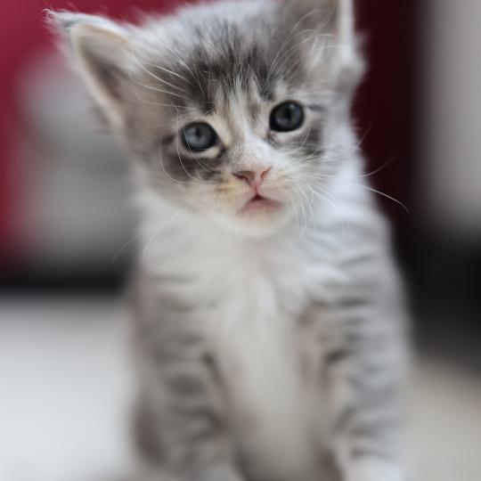 chaton Maine coon blue silver blotched tabby & blanc Brézilia Elevage de maine coon L'Or sauvage