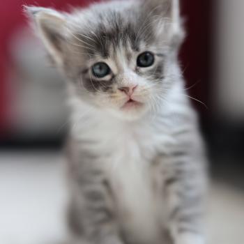 chaton Maine coon blue silver blotched tabby & blanc Brézilia Elevage de maine coon L'Or sauvage
