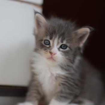 chaton Maine coon blue silver blotched tabby & blanc Brézilia Elevage de maine coon L'Or sauvage