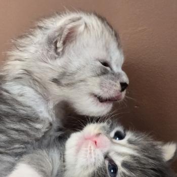 chaton Maine coon blue silver blotched tabby & blanc Brézilia Elevage de maine coon L'Or sauvage