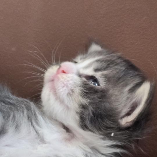 chaton Maine coon blue silver blotched tabby & blanc Brézilia Elevage de maine coon L'Or sauvage