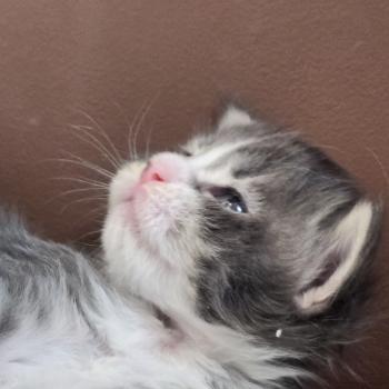 chaton Maine coon blue silver blotched tabby & blanc Brézilia Elevage de maine coon L'Or sauvage