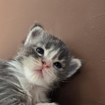 chaton Maine coon blue silver blotched tabby & blanc Brézilia Elevage de maine coon L'Or sauvage