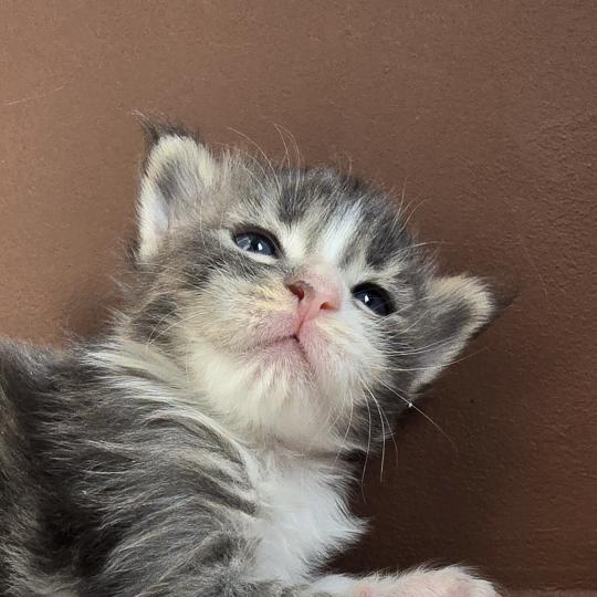 chaton Maine coon blue silver blotched tabby & blanc Brézilia Elevage de maine coon L'Or sauvage