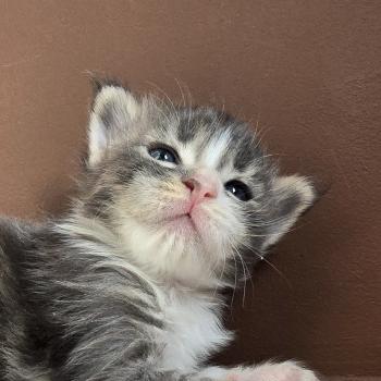chaton Maine coon blue silver blotched tabby & blanc Brézilia Elevage de maine coon L'Or sauvage