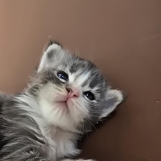 chaton Maine coon blue silver blotched tabby & blanc Brézilia Elevage de maine coon L'Or sauvage