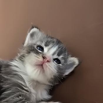 chaton Maine coon blue silver blotched tabby & blanc Brézilia Elevage de maine coon L'Or sauvage