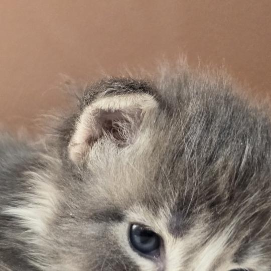 chaton Maine coon blue silver blotched tabby & blanc Brézilia Elevage de maine coon L'Or sauvage
