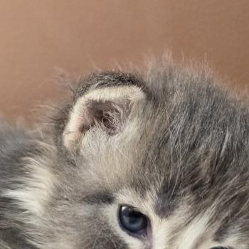 chaton Maine coon blue silver blotched tabby & blanc Brézilia Elevage de maine coon L'Or sauvage