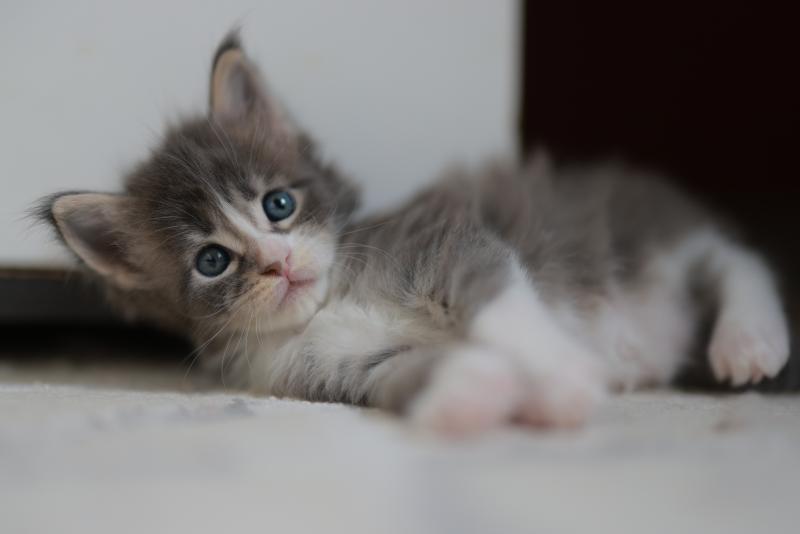 Brézilia DE L'OR SAUVAGE Femelle Maine coon