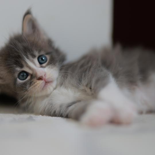 chaton Maine coon blue silver blotched tabby & blanc Brézilia Elevage de maine coon L'Or sauvage