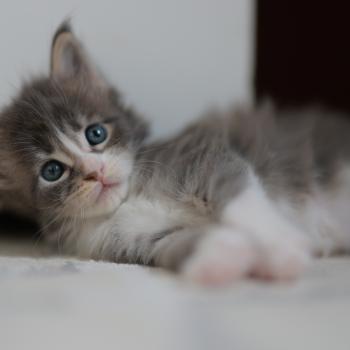 chaton Maine coon blue silver blotched tabby & blanc Brézilia Elevage de maine coon L'Or sauvage