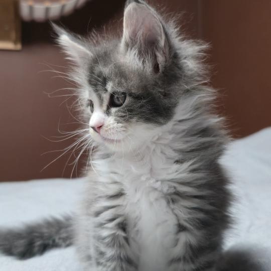 chaton Maine coon blue silver blotched tabby & blanc Brézilia Elevage de maine coon L'Or sauvage