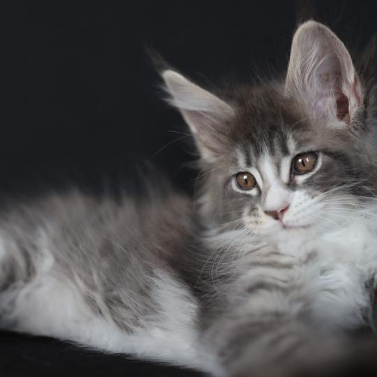 chaton Maine coon blue silver blotched tabby & blanc Brézilia Elevage de maine coon L'Or sauvage