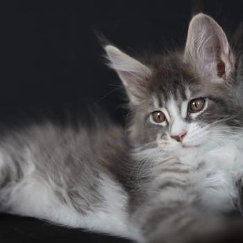 chaton Maine coon blue silver blotched tabby & blanc Brézilia Elevage de maine coon L'Or sauvage