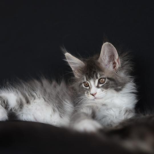 chaton Maine coon blue silver blotched tabby & blanc Brézilia Elevage de maine coon L'Or sauvage