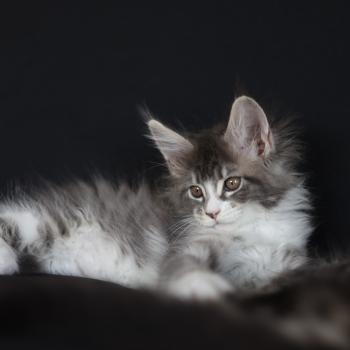 chaton Maine coon blue silver blotched tabby & blanc Brézilia Elevage de maine coon L'Or sauvage