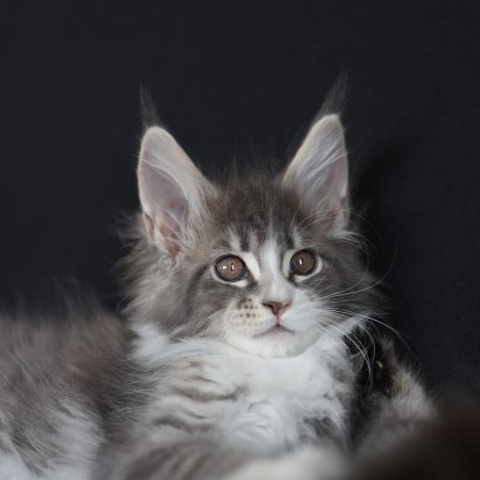 chaton Maine coon blue silver blotched tabby & blanc Brézilia Elevage de maine coon L'Or sauvage