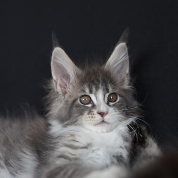 chaton Maine coon blue silver blotched tabby & blanc Brézilia Elevage de maine coon L'Or sauvage