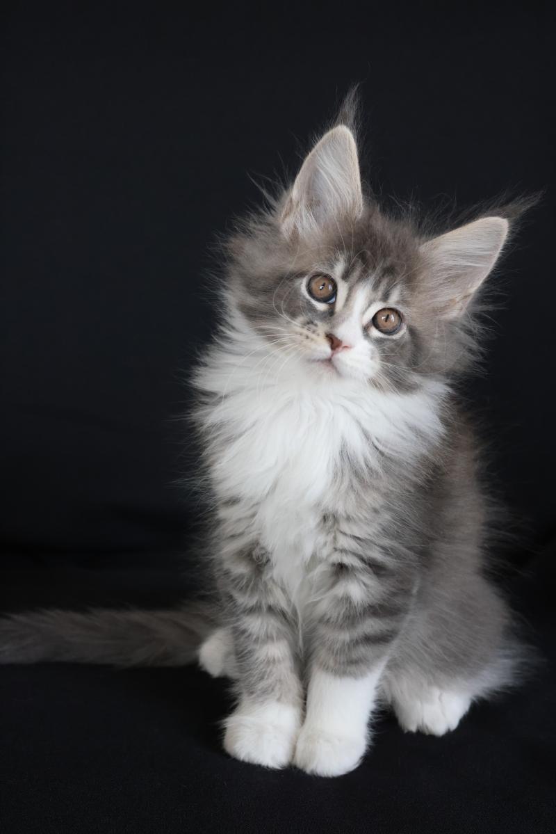 Brézilia Queen DE L'OR SAUVAGE Femelle Maine coon