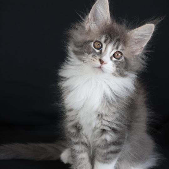 Brézilia DE L'OR SAUVAGE Femelle Maine coon