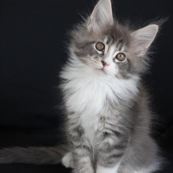 chaton Maine coon blue silver blotched tabby & blanc Brézilia Elevage de maine coon L'Or sauvage