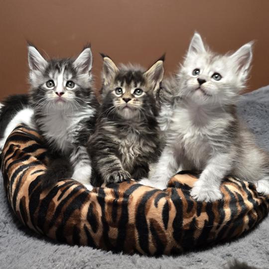 chaton Maine coon brown blotched tabby Brownie Elevage de maine coon L'Or sauvage
