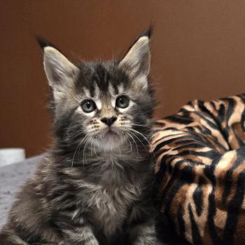 chaton Maine coon brown blotched tabby Brownie Elevage de maine coon L'Or sauvage