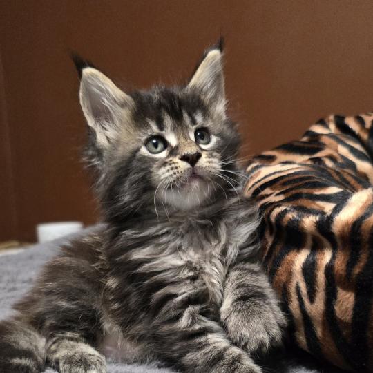 chaton Maine coon brown blotched tabby Brownie Elevage de maine coon L'Or sauvage