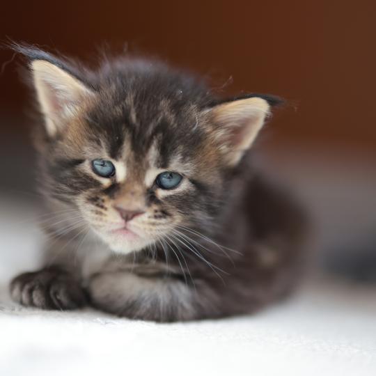 chaton Maine coon brown blotched tabby Brownie Elevage de maine coon L'Or sauvage