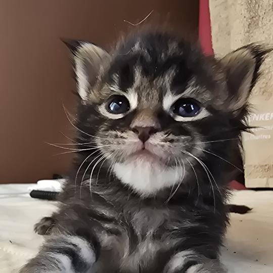 chaton Maine coon brown blotched tabby Brownie Elevage de maine coon L'Or sauvage