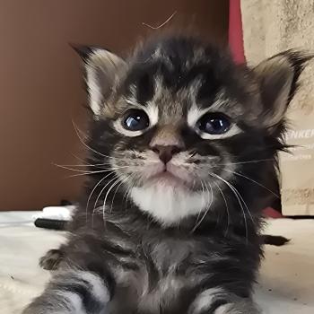 chaton Maine coon brown blotched tabby Brownie Elevage de maine coon L'Or sauvage
