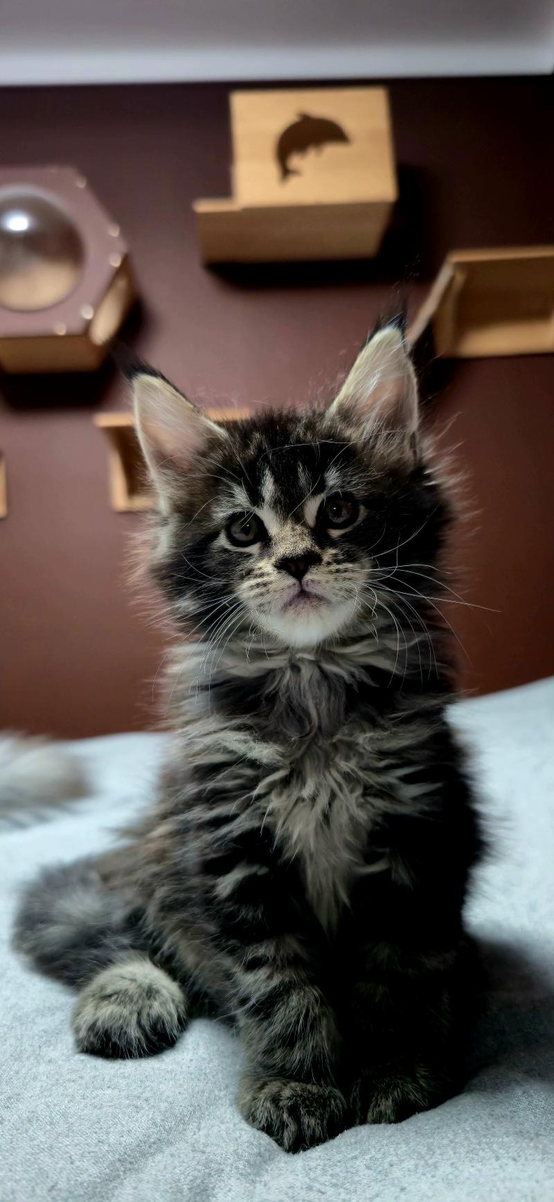 Brownie DE L'OR SAUVAGE Femelle Maine coon