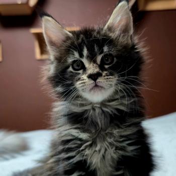 chaton Maine coon brown blotched tabby Brownie Elevage de maine coon L'Or sauvage